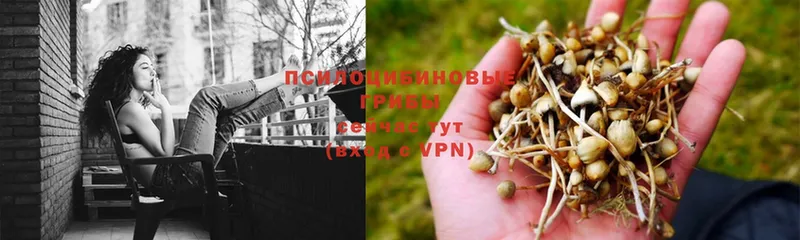 Галлюциногенные грибы Psilocybe  где продают наркотики  Ревда 